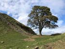 sycamore-gap.jpg