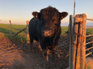 bull.jpg