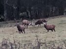rutting-deer.jpg